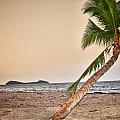 Palm on Australian Beach
